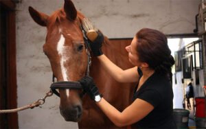 Curso online Profesional de Cuidado y Manejo de Caballos